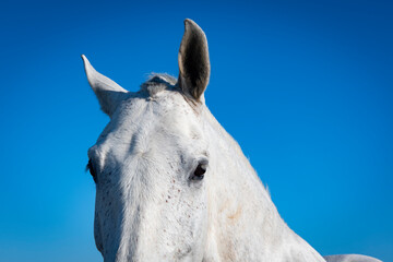 Retrato de un caballo en un cielo azul