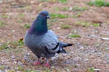 pigeon on the grass