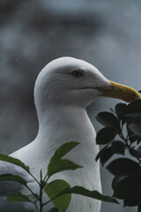 Silver gull behind the window 