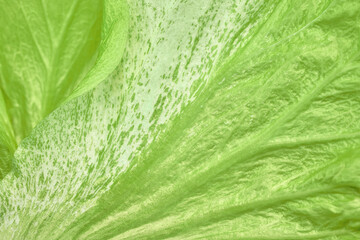 Flower petal or leaf texture. Abstract natural background. Gradient green color, close-up.