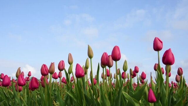 Field of pink tulips blooming in the sun with slight breeze blowing them around
