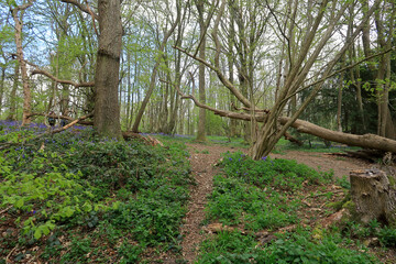 Bluebells along the side of the footpath in Trosley Country park