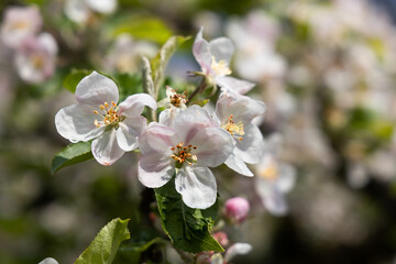 bright white blossom of an apple tree- blurred background