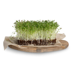 Spicy young microgreens or greens of mustard a nutrition supplement or seasoning to food full of vitamins and nutrients on cutting board with craft paper growing in soil isolated on white background