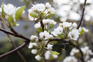 White beautiful flowers of a growing pear