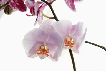 Beauty Pink flowering orchid close up