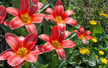 Spring blooming flowers