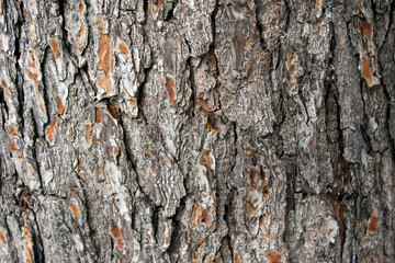 bark of a tree