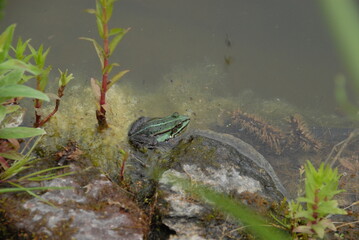 Teichfrosch am Ufer