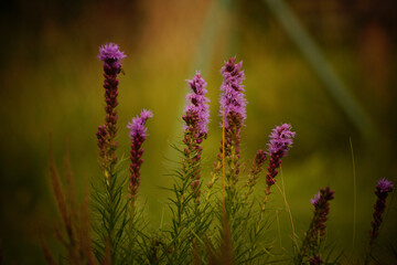 flowers in the field