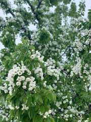 
Blooming tree with white flowers