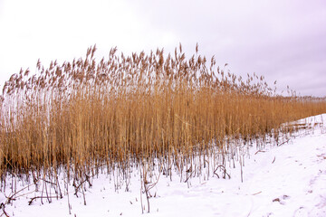 Dry reeds on a cold winter day