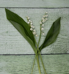 Obraz premium brin de muguet