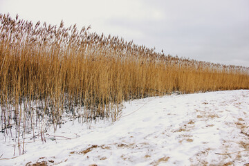 Dry reeds on a cold winter day - obrazy, fototapety, plakaty