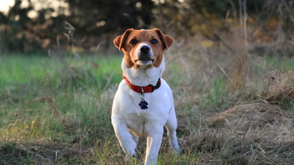 jack russell terrier, pies ,dog 