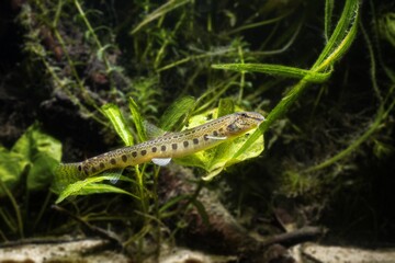 weird dwarf weatherfish on driftwood among green vegetation with sand bottom in European biotope aquarium, full body view, vulnerability of nature