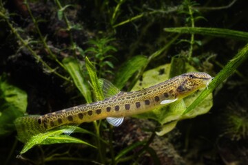 young dwarf weatherfish explore leaf of water pineapple with barbels in search of food among green vegetation, European biotope aquarium, full body view