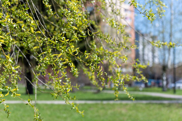 twigs of blossoming pussy willow on a background of city