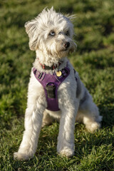 11-Month-Old Miniature Australian Shepherd Poodle Mix female puppy sitting and looking away. Off-leash dog park in Northern California.