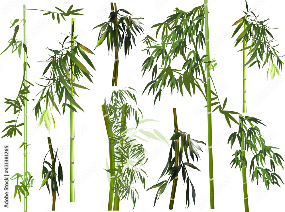 Wall mural isolated large set of dark green bamboo branches