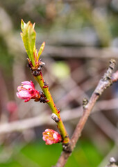 rosa Pfirsichblüte im Frühling 