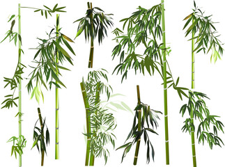 isolated large set of dark green bamboo branches - obrazy, fototapety, plakaty