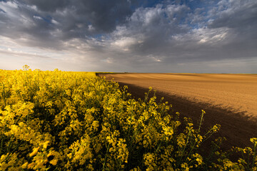 Obraz premium Yellow rapeseed field against the sky with clouds.