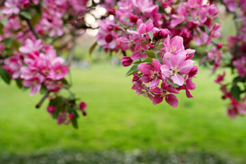 Purple flowers on tree branch against green background. Close up. Spring nature in garden