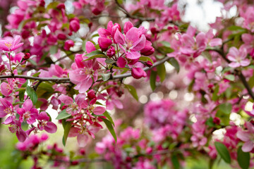 Apples or cherry purple flowers on branch in blossom. Close up. Beauty of spring background