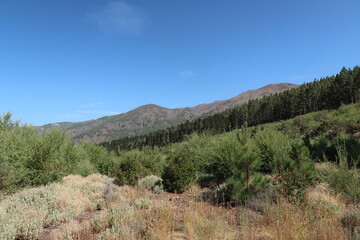 Nationalpark Teneriffa Wald