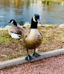 
Two geese near the pond