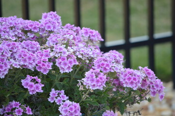 Obraz premium flowers in the garden