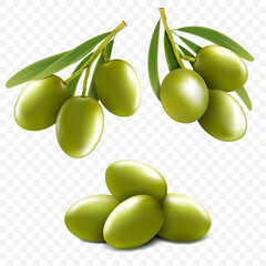 Set of realistic green olive branches isolated on a transparent background. Vector 3d illustration.