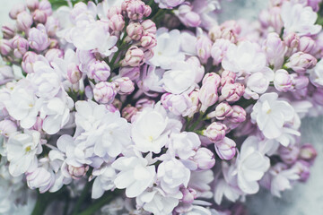 Beautiful spring lilac texture background