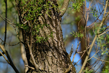 Weiden-Stamm (Salix) / Willow trunk © bennytrapp
