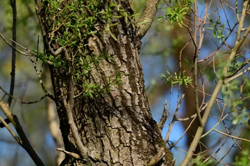 Fotobehang Weiden-Stamm (Salix) / Willow trunk © bennytrapp
