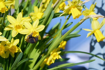 Bumblebee pollinates yellow narcissus outdoor in park.