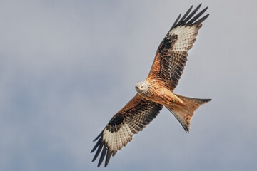 Fliegender Rotmilan auf Beutesuche