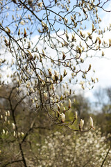 Blooming magnolias in the park