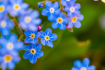 Forget-me-not