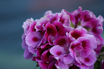 Closeup shot of pink geraniums bunch on an isolated background