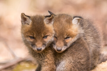Zwei junge Fuchswelpen