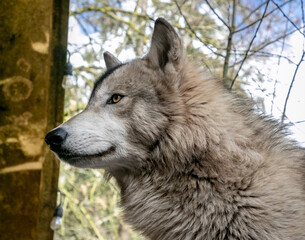 Obraz premium Wolf Portrait