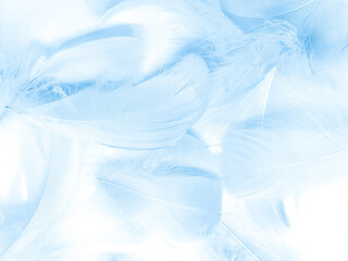 Fototapeta premium Beautiful abstract blue feathers on white background, white feather texture and blue background, feather wallpaper, blue texture banners, love theme, valentines day, light blue texture, white gradient