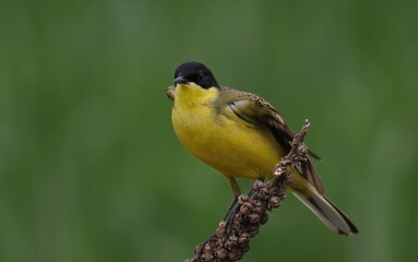  Yellow Wagtail on green background,  Motacilla flava feldegg
