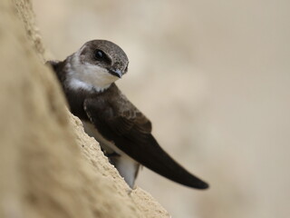 Swallow Sand Martin background, riparia riparia