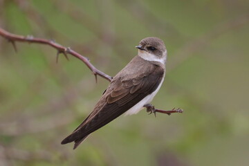 Swallow Sand Martin background, riparia riparia
