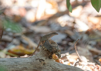Brown Anole