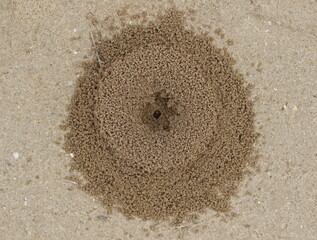 Sand anthill, active nest building