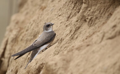 Swallow Sand Martin background, riparia riparia